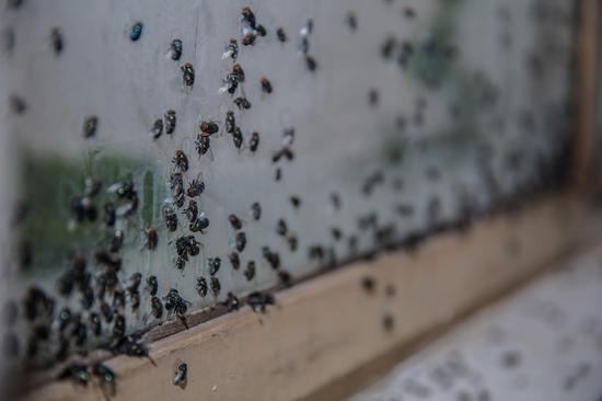  没有人在乎2 装置 综合材质 绿豆蝇 尺寸可变 