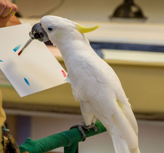 鹦鹉珍妮。（网页截图）